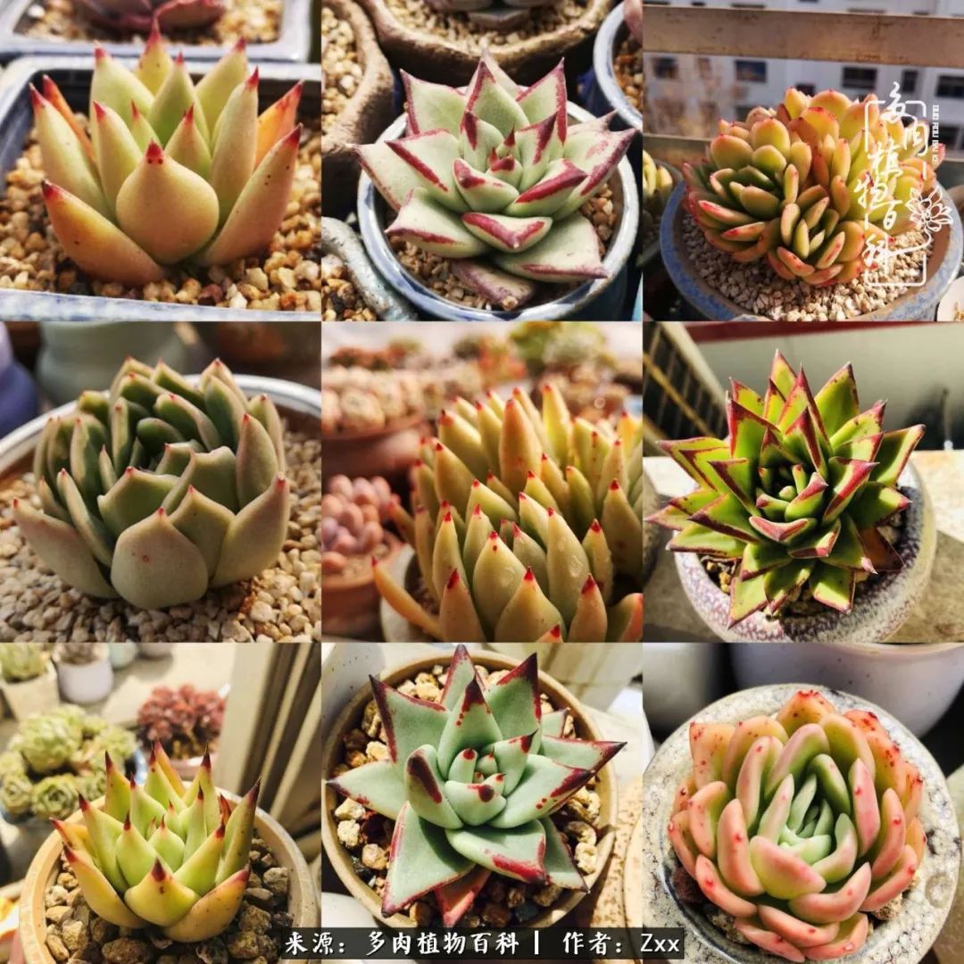 多肉怎么才能养得又美又胖,多肉的特点20个字