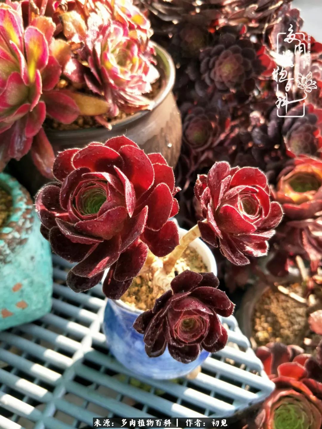 紧张的高三生活也需要适度的放松,紧张焦虑高考