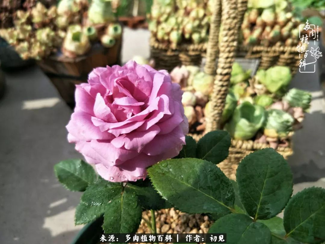 紧张的高三生活也需要适度的放松,紧张焦虑高考