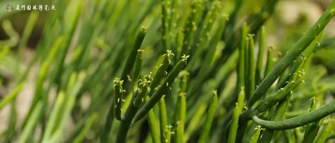 厦门适合带孩子去玩的地方推荐,厦门6月份哪里好玩