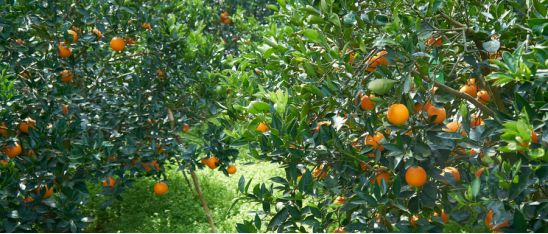 6月补肥很关键，要想果树长的好，光施高磷怎么够？