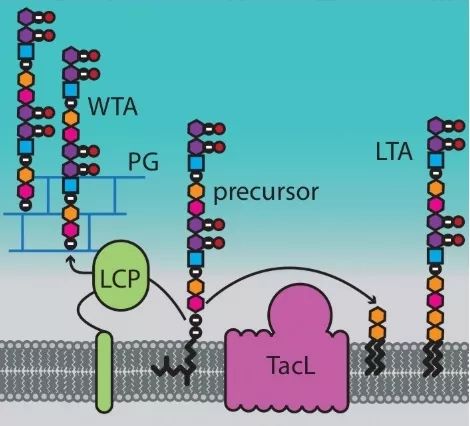 Boom！！杀菌就是爆炸！哈佛科学家终于揭开青霉素炸开细菌的50年谜题丨科学大发现