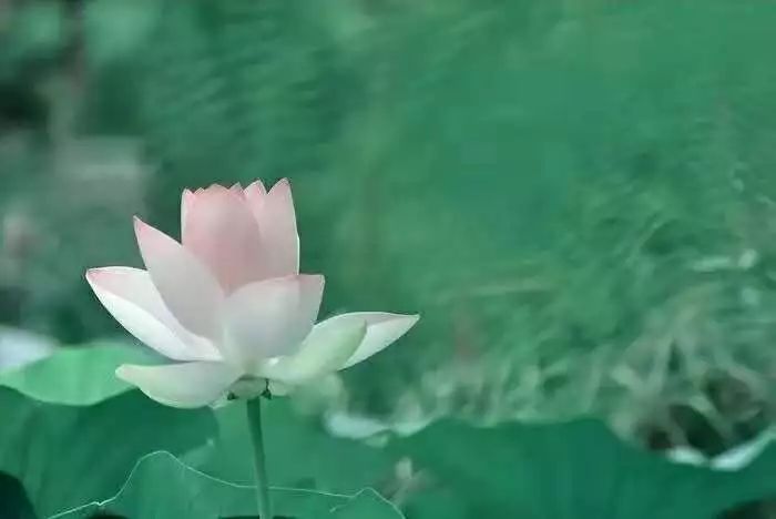 中医养生音乐十大名曲,中医五行养生音乐曲目