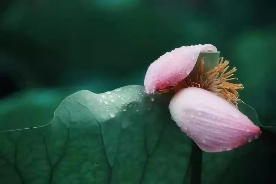 中医养生音乐十大名曲,中医五行养生音乐曲目