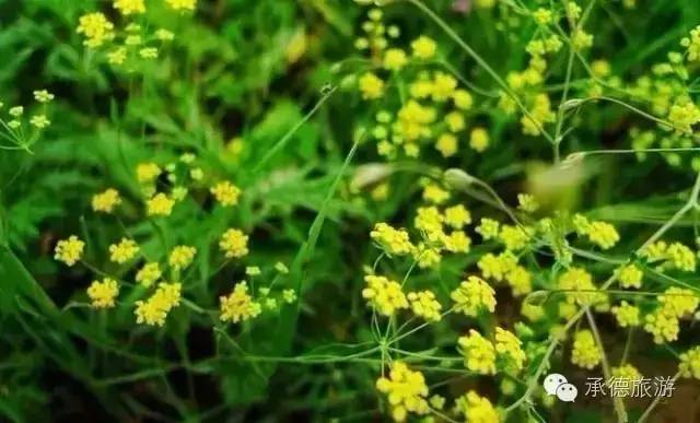 坝上草原大汗行宫值得去吗,坝上草原大汗行宫在哪