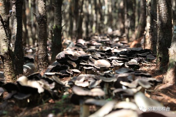 弥勒美食必吃推荐,云南弥勒美食野生菌