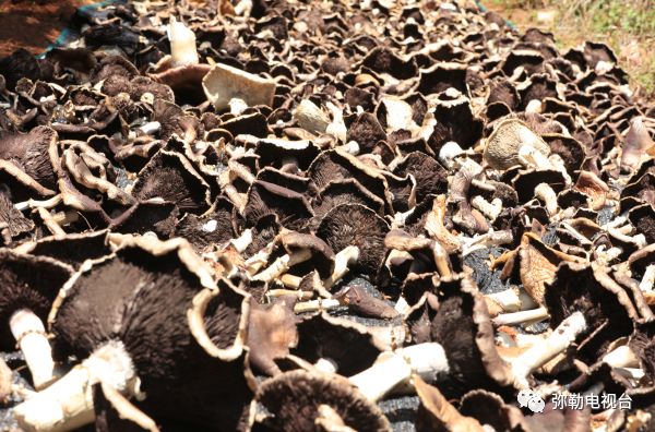 弥勒美食必吃推荐,云南弥勒美食野生菌