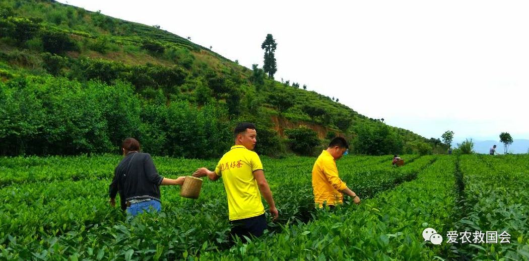 干旱天气对茶叶的影响,高温干旱对茶树的影响