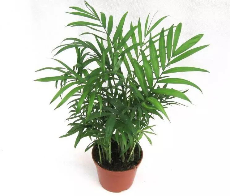 吸甲醛最快最有效的植物排名第一,吸甲醛最快最有效的植物排名