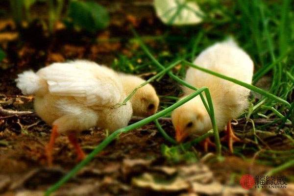 1969年属鸡男和属鸡女相配吗,1969年男属鸡与1981年女属鸡婚配