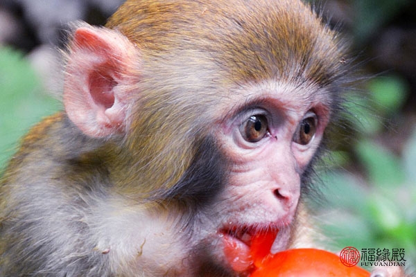 1992年属猴女和1992年属猴男,1992年属猴男一生婚姻