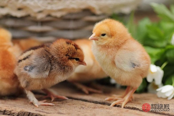 属羊的生肖和属鸡的生肖,属鸡的生肖跟哪些生肖比较合适