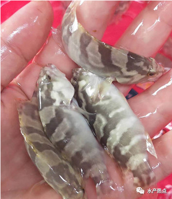 石斑鱼下半年价格会涨吗,石斑鱼的鱼苗多少钱一斤