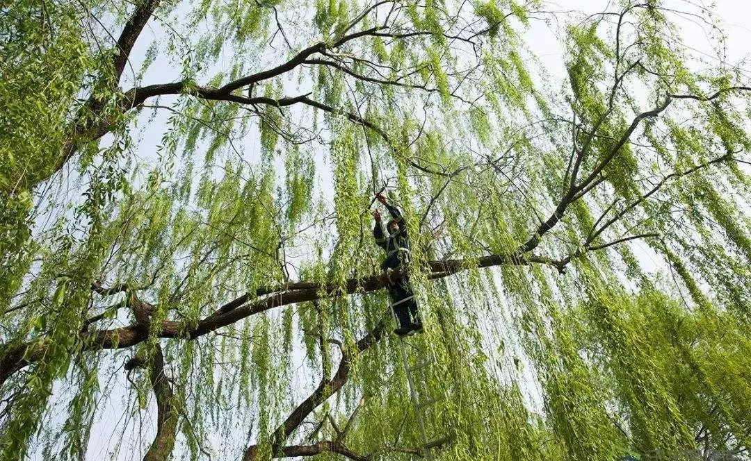 本应改善环境的城市绿植，为何成了“恼人的柳絮”？
