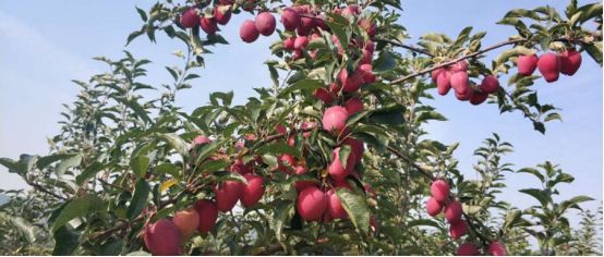 兰花蚧壳虫什么时候杀虫比较合理,什么季节容易生蚧壳虫