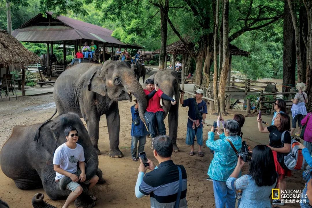 濒临灭绝的野生动物表演,动物表演的背后有多残忍