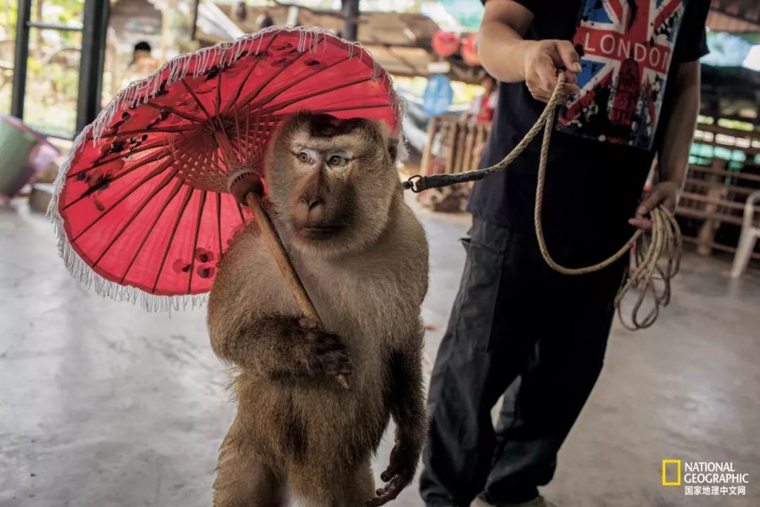 濒临灭绝的野生动物表演,动物表演的背后有多残忍