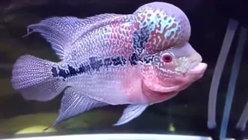 罗汉鱼不起头后期补救方法,18罗汉如何快速起头