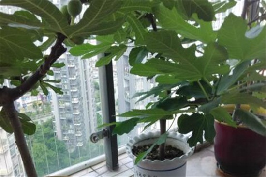 地栽无花果树卷叶怎么回事,无花果叶子发黄怎么补救最快