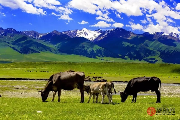 牛和狗合不合财运牛和狗配对如何