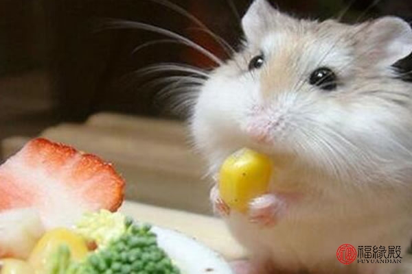 属鼠今年的婚姻怎么样,96属鼠女今年的婚姻