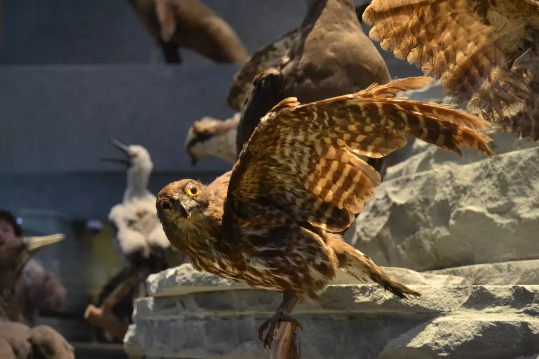 上海国际电影节汇集众多影展精粹,上海国际电影节首次推出露天展映