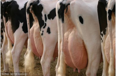 看牛眼知牛病,看牛鼻识别牛病