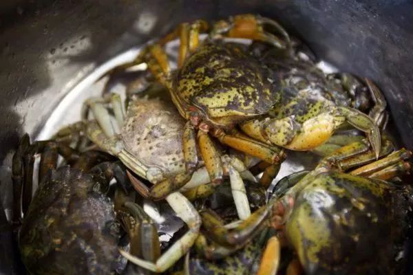 超级凶的青蟹,澳洲青蟹泛滥成灾