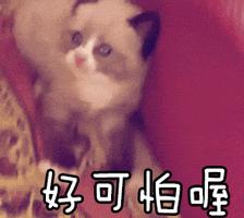 被艾滋病携带者咬了一口,该怎样处理?会不会被感染?