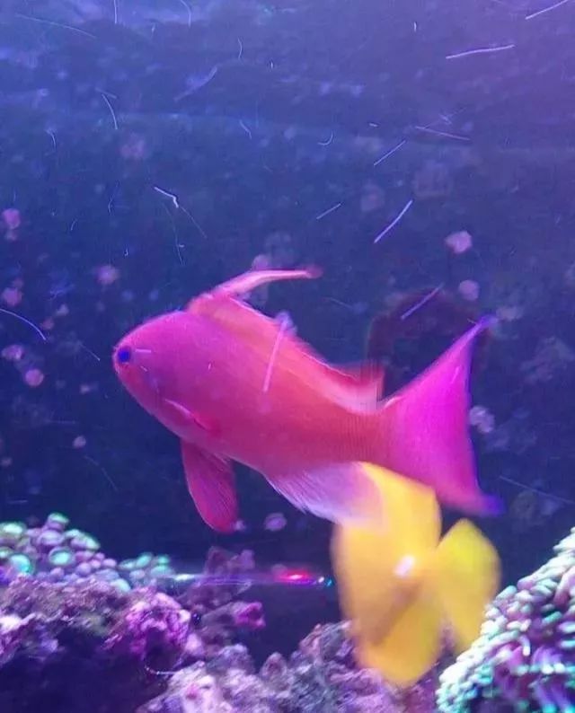 海金鱼状态不好怎么处理,草金鱼养着养着褪色了是怎么回事