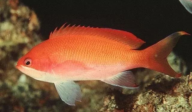 海金鱼状态不好怎么处理,草金鱼养着养着褪色了是怎么回事