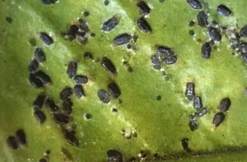 柑橘高温高湿有什么影响,柑橘夏季高温天气打药注意什么