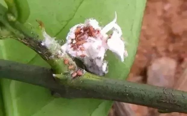 柑橘高温高湿有什么影响,柑橘夏季高温天气打药注意什么