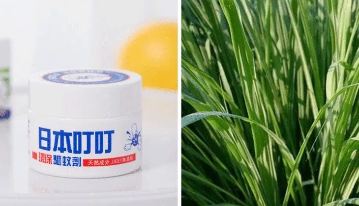 屋里放一点东西可以驱蚊子,家里放什么蚊子跑光光