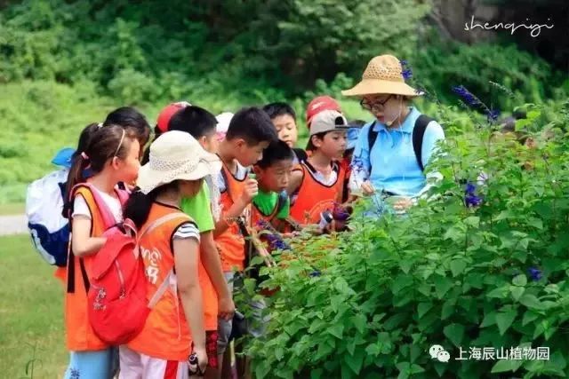 辰山植物园最近有什么活动,动植物园夏令营