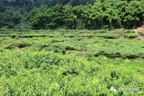 红桃子,红桃子成熟季节