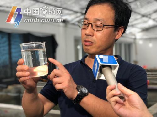 银鲳人工养殖,东海银鲳养殖