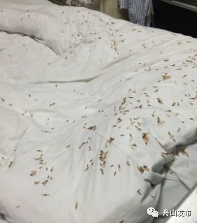 家里飞进白蚁寓意,家里飞入大量白蚁有什么预兆吗