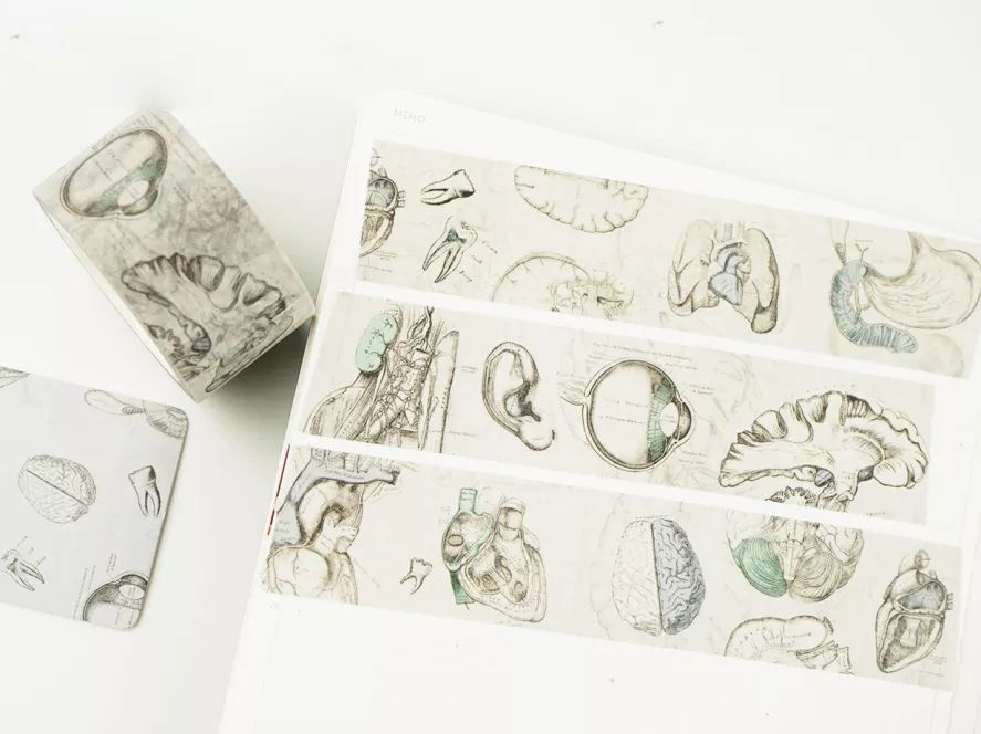 我就不信，只有我一个人想试试人体解剖丨好物推荐