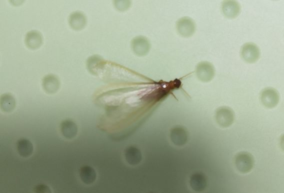 我家门框被白蚁吃掉我该怎么办,我家发现白蚁窝用什么药消灭