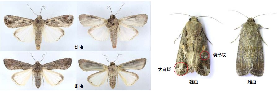 草地贪夜蛾识别与应急防治技术挂图