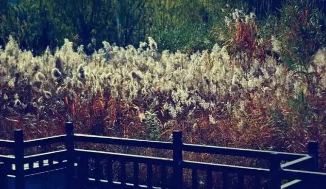 郑州湿地公园有啥好玩的,郑州周边的这七大湿地公园