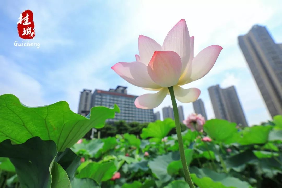 夏至到来大明湖荷花,夏至来了荷花又开放啦