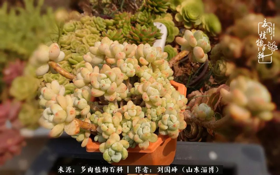 高温天气怎么养护多肉花,新手夏天养多肉5个保命秘籍