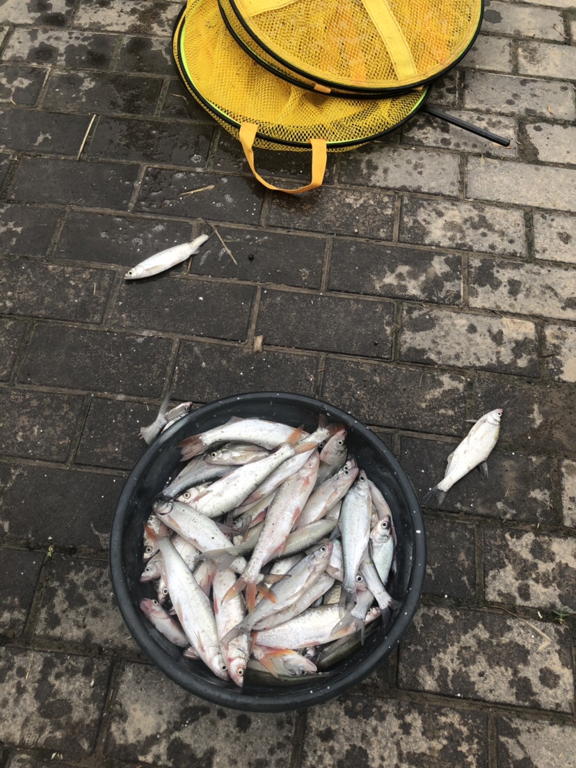 初春河流大水面野钓,大水面滑漂野钓