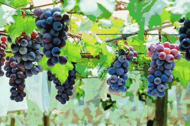 奇异果和猕猴桃是同一种水果吗,猕猴桃奇异果和菠萝凤梨的区别