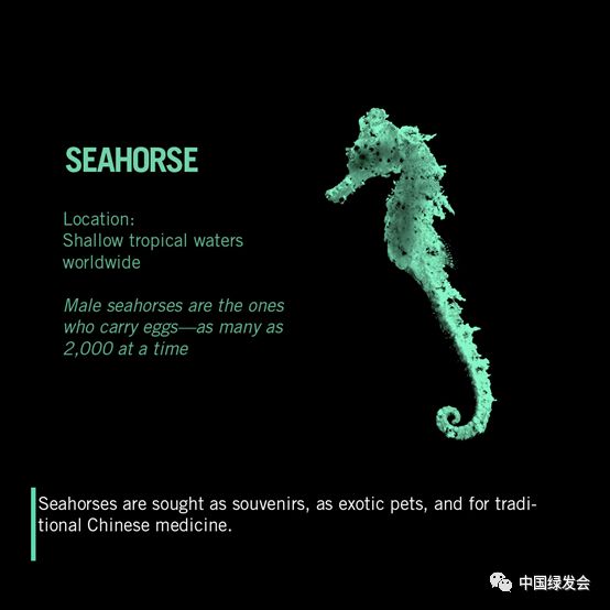 CNN撰文称因壮阳功效而被用于中药材，海马的数量正在减少|绿会关注