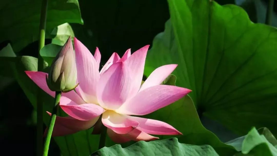 醉美荷花季,醉美荷花花海图片