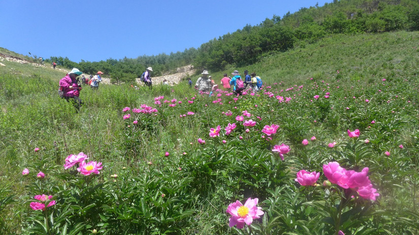 美丽芍药谷,云雾缭绕人间仙境芍药谷