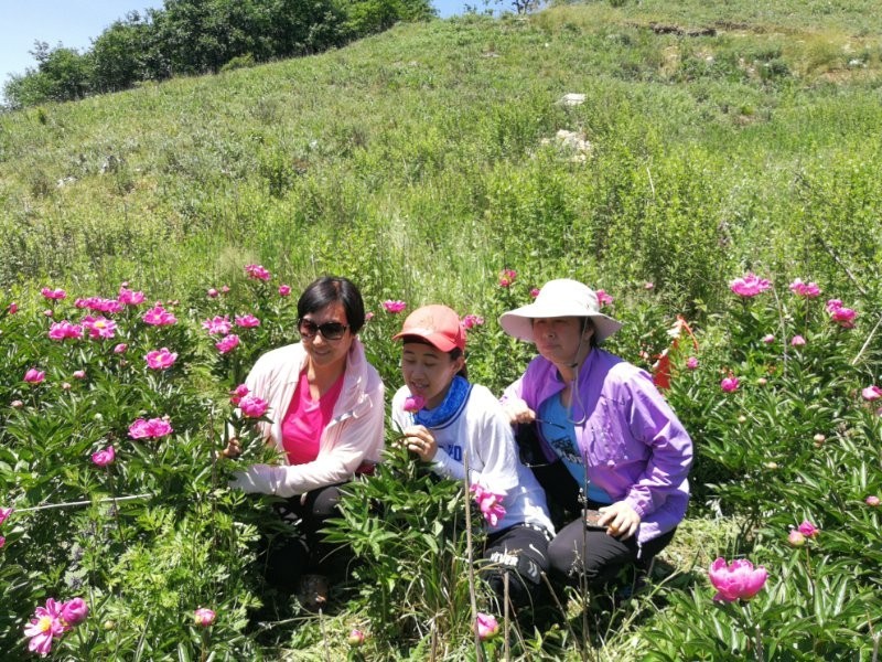 美丽芍药谷,云雾缭绕人间仙境芍药谷